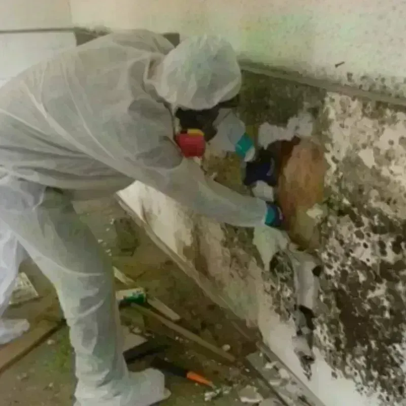 Mold Remediation and Removal in Cave Creek, AZ